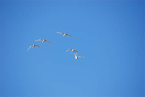 flying  formation  photo  freeimages