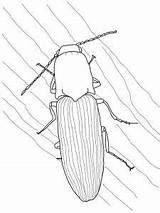 Beetles Dung Scarabeo sketch template