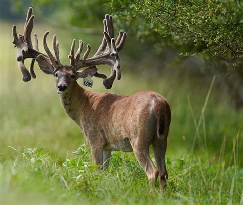 whitetails     buck improve     deer