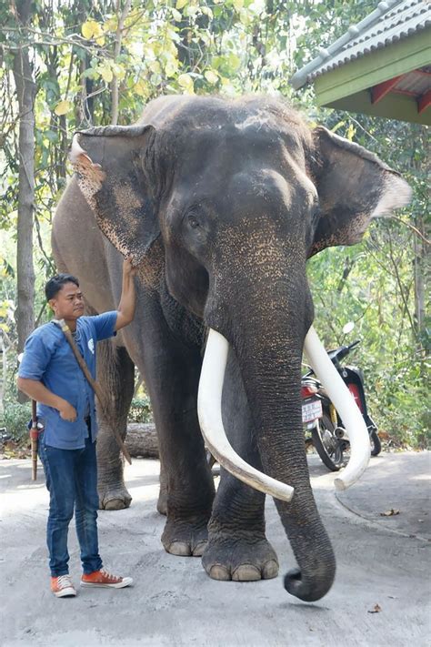 beroemde olifant verplettert eigenaar met slurf buitenland adnl