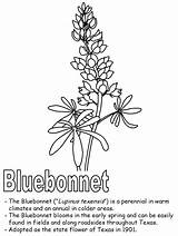 Bluebonnet Bonnets Tree Effortfulg Kidzone Geography sketch template