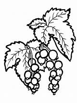 Coloring Pages Currant Berries Recommended sketch template