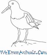 Oystercatcher Coloring Draw Drawings 350px 9kb Tutorial Print sketch template