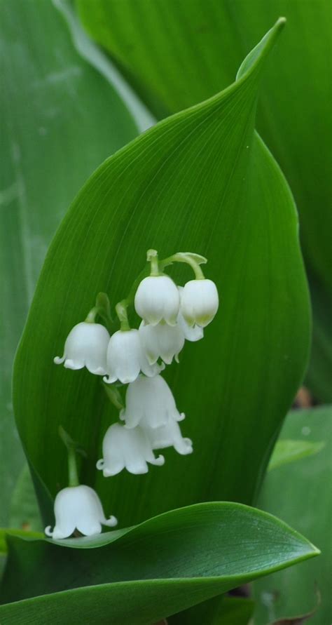 lilies of the valley may s flower birth month flowers lily of the