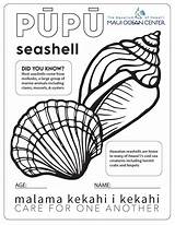 Seashells sketch template