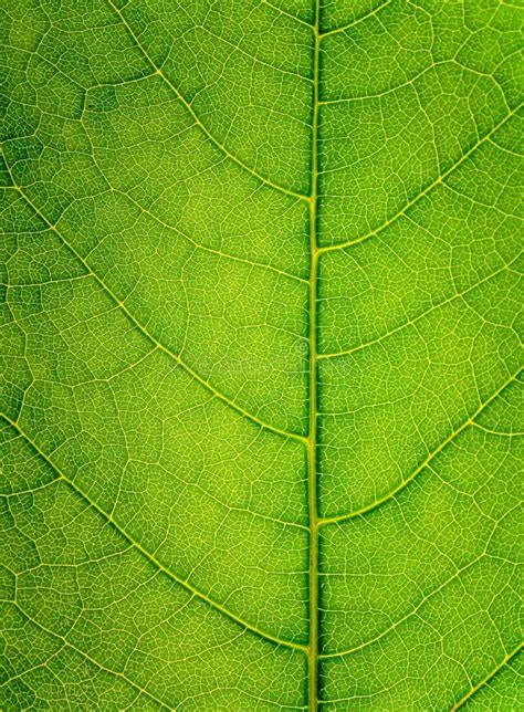 leaf cross section stock photo image  vertical nature