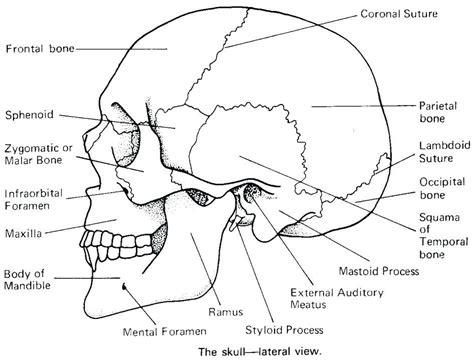 skull anatomy coloring pages coloringrocks anatomy coloring book