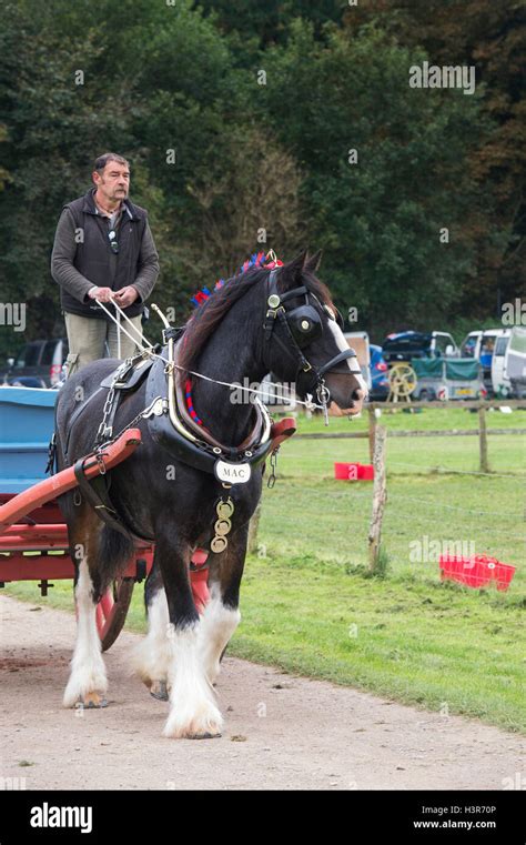 heavy horse pulling cart  res stock photography  images alamy