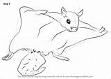 Squirrel Flying Draw Northern Drawing Step Tutorials Animals Rodents Drawingtutorials101 sketch template