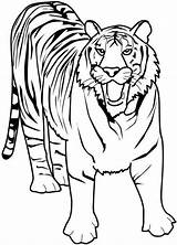 Felini Disegni Tiger Coloring Colorare Lion sketch template