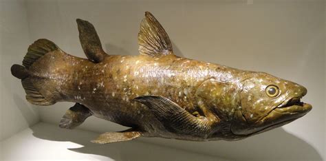 coelacanth  living fossil