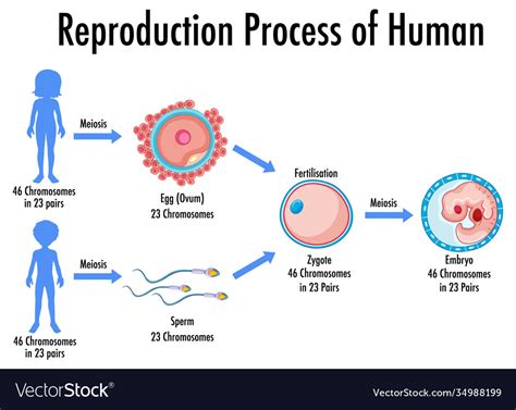 reproduction process human infographic royalty  vector