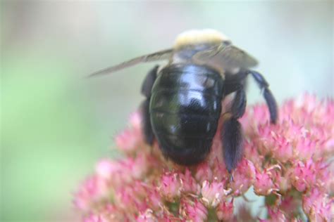 carpenter bee  bumblebee identification walter reeves  georgia gardener