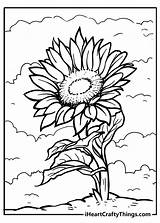 Sunflower Sunflowers Iheartcraftythings sketch template
