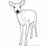 Doe Fallow Buck Coloringpages101 Formosan Sika Antlers Hertjes Designlooter sketch template