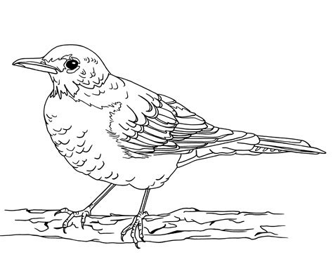 ink  drawings ink drawing  image png format robin coloring