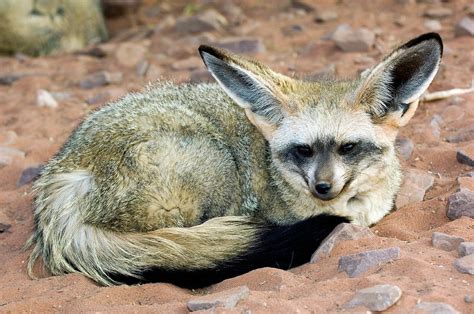 bat eared fox photograph  tony camachoscience photo library pixels