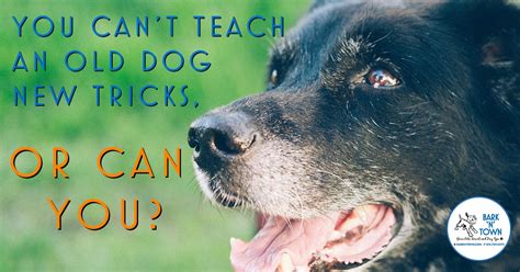 teach   dog  tricks    bark  town