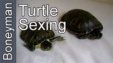 sexing your turtles youtube