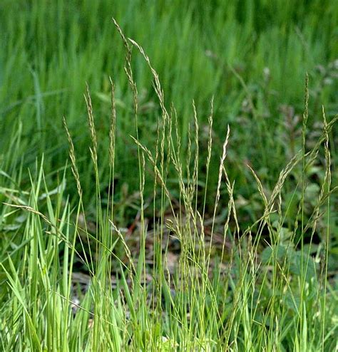 creeping red fescue harveys seed