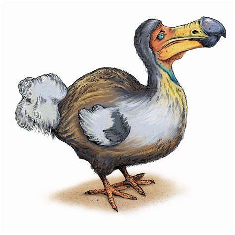 dodo bird stock images