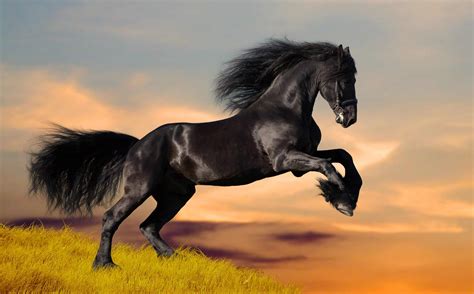 friesian horse pictures youll love