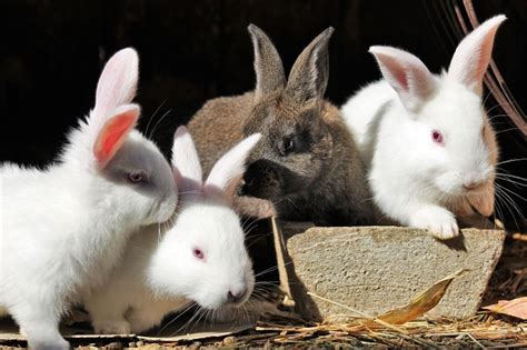 kaninchenrassen und deren beliebte zuchtformen tiernah
