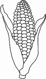 Corn Coloring Ear Template Drawing Pages Vegetable Printable Fall Visit Kids sketch template