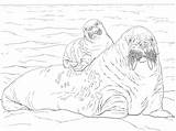 Walrus Coloring Baby Pages Moms Back Drawing Cute Printable Super Getdrawings Template Supercoloring sketch template