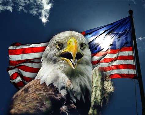 bald eagle and american flag patriotism by bill swartwout