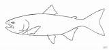 Salmon Laks Lachs Mackerel Supercoloring Tegninger Alaska Chum Kategorier Colorbook sketch template