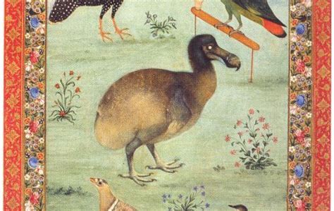 painting   dodo  mansur india mughal