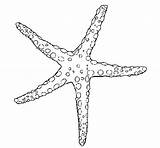 Starfish Coloring Pages Sea Beautiful Coral Fish Reef Color Kids Easy Drawing Printable Stencil Ocean Drawings Marine sketch template