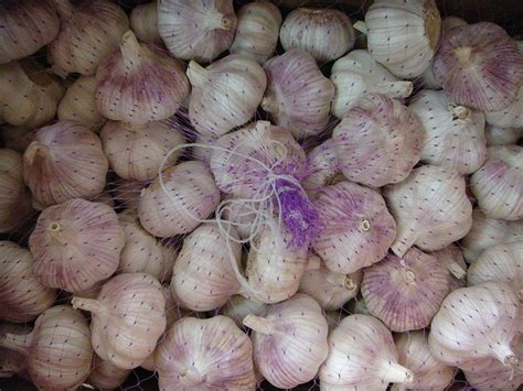 normal white garlic fresh garlic globalgarlic china manufacturer