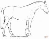 Horse Coloring Irish Sport Pages Draught Designlooter Drawings Drawing Printable 682px 51kb sketch template