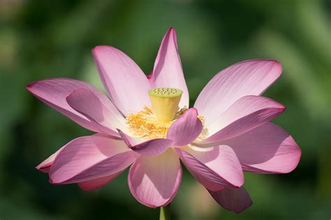 stages   lotus flower blooming  kenilworth aquatic gardens todd