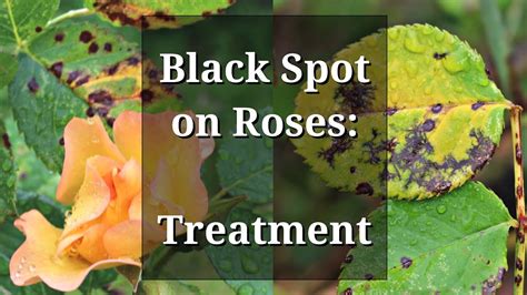 black spot roses treatment youtube
