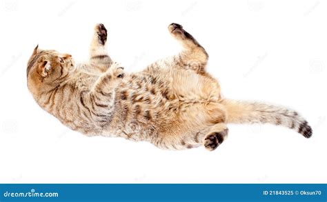 falling tabby cat isolated  white royalty  stock photo image