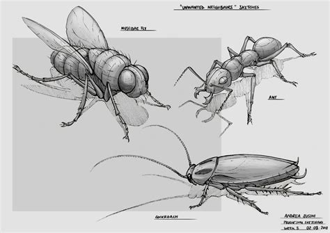andrea susini works insect sketches