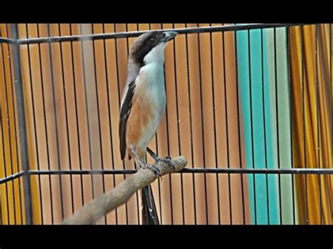 suara burung pentet gacor terbaru  youtube