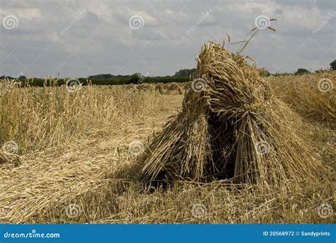 harvest time stock photo image  straw reaping harvest