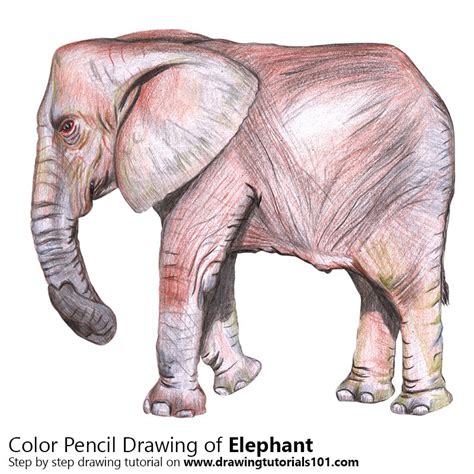 elephant colored pencils drawing elephant  color pencils