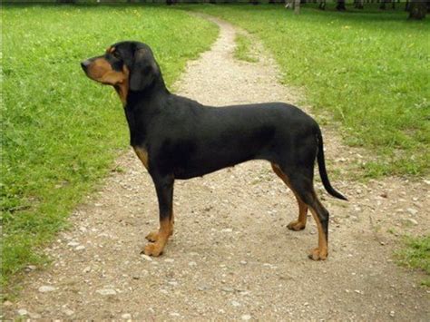 latvian hound dog breed information images characteristics health