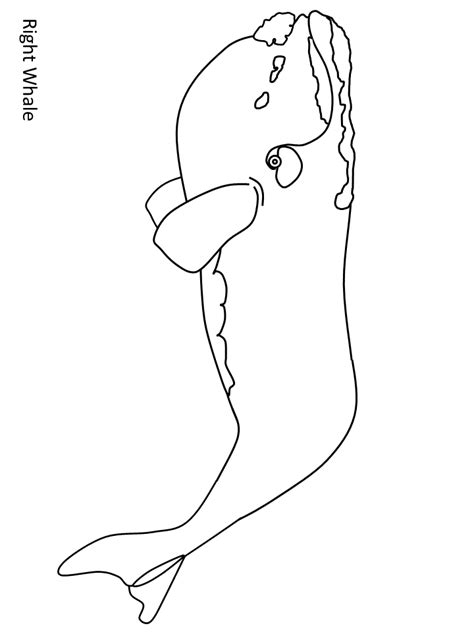 whale  animals coloring pages coloring book