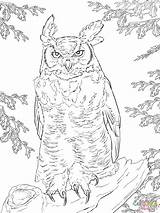 Horned Uhu Owls Supercoloring Ausdrucken Falcon Prairie Realistischer Designlooter sketch template