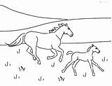 Horse Coloring Pages Small Horses Printable Clydesdale Foals Drawing Print Drawings Color Paintingvalley Getcolorings sketch template