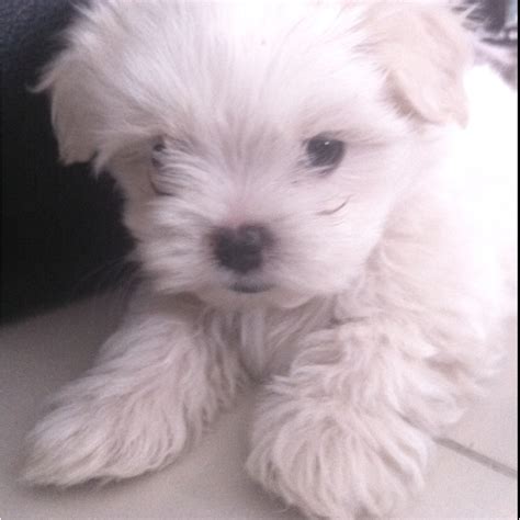 white fluffy puppy