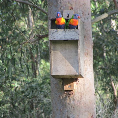 nest boxes australia preserving  native wildlife nesting boxes bird feeders australian