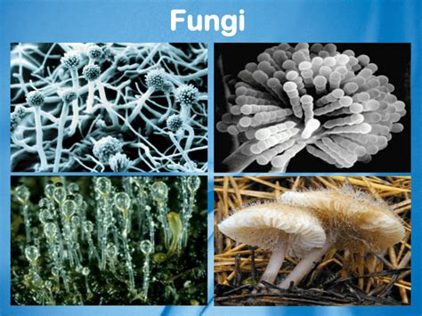 importance  kingdom fungi
