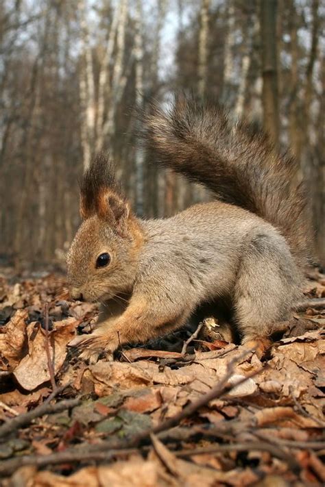 3228 best squirrels images on pinterest